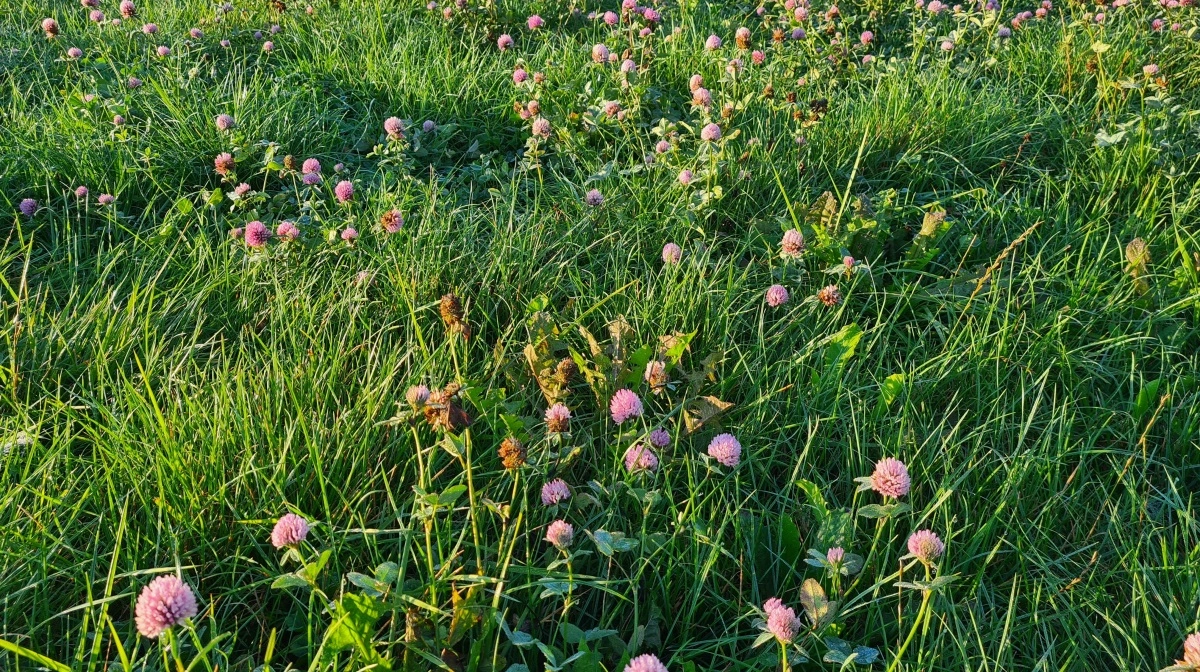 Forsøg viser, at mangfoldige græsmarker med to græsser, to bælgplanter og to urter i omtrent lige dele i gennemsnit giver 12,3 ton tørstof pr. hektar pr. vækstsæson. Det er 11 procent mere end monokulturer, som fik over dobbelt så meget kvælstofgødning, og 18 procent mere end to-arts blandingen. Arkivfoto: Velas