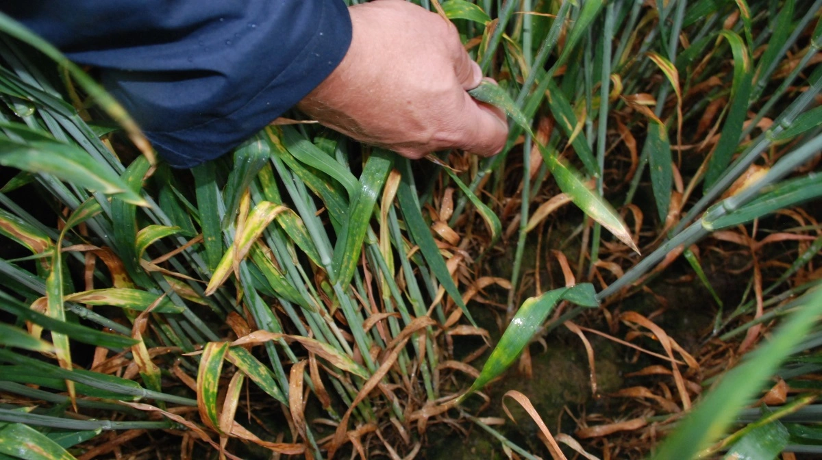 Man har ikke fremadrettet noget Balaya, der kan gå ind og slå et kraftigt angreb af septoria ned. Derfor skal alle metoder til forebyggelse i anvendelse.