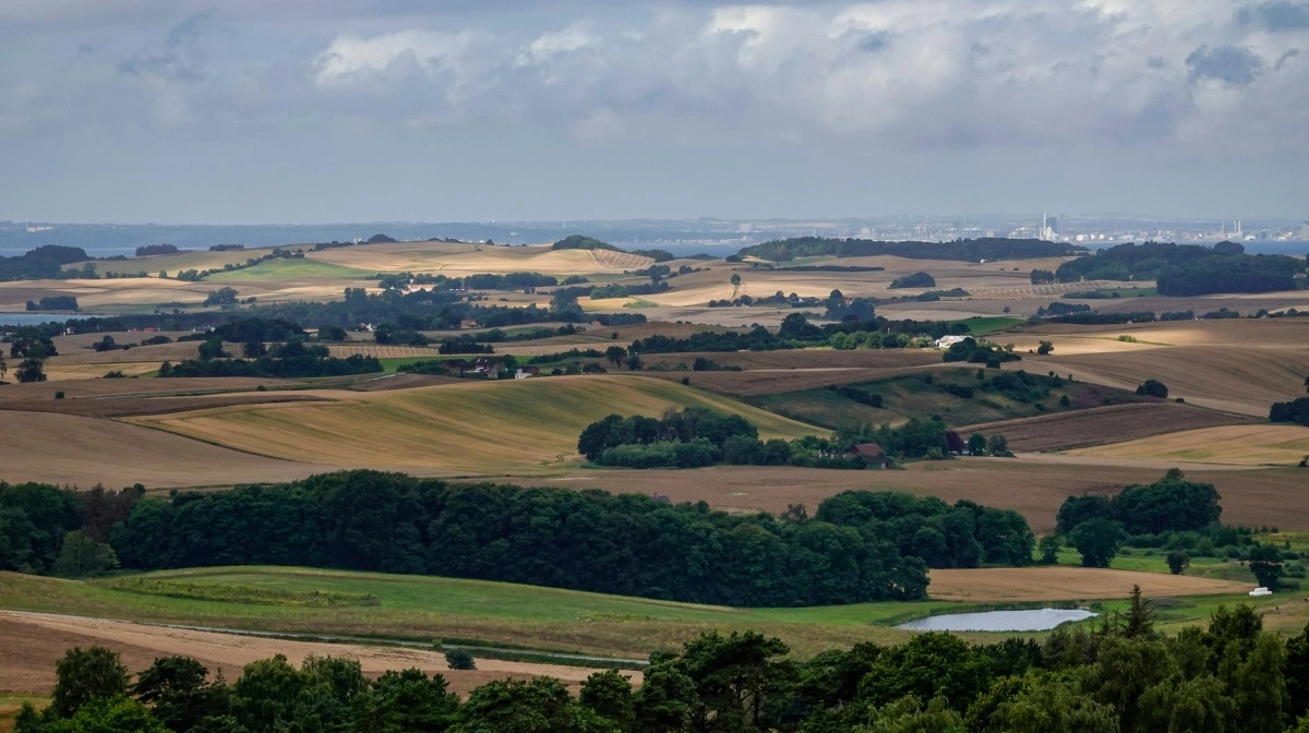 Dansk landbrug fik i sommerens løb ros fra en uventet kant, nemlig fra Klimarådet. Arkivfoto