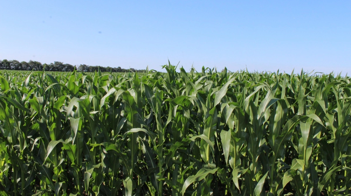 Den amerikanske eksport af majs går fremad i disse tider. Arkivfoto