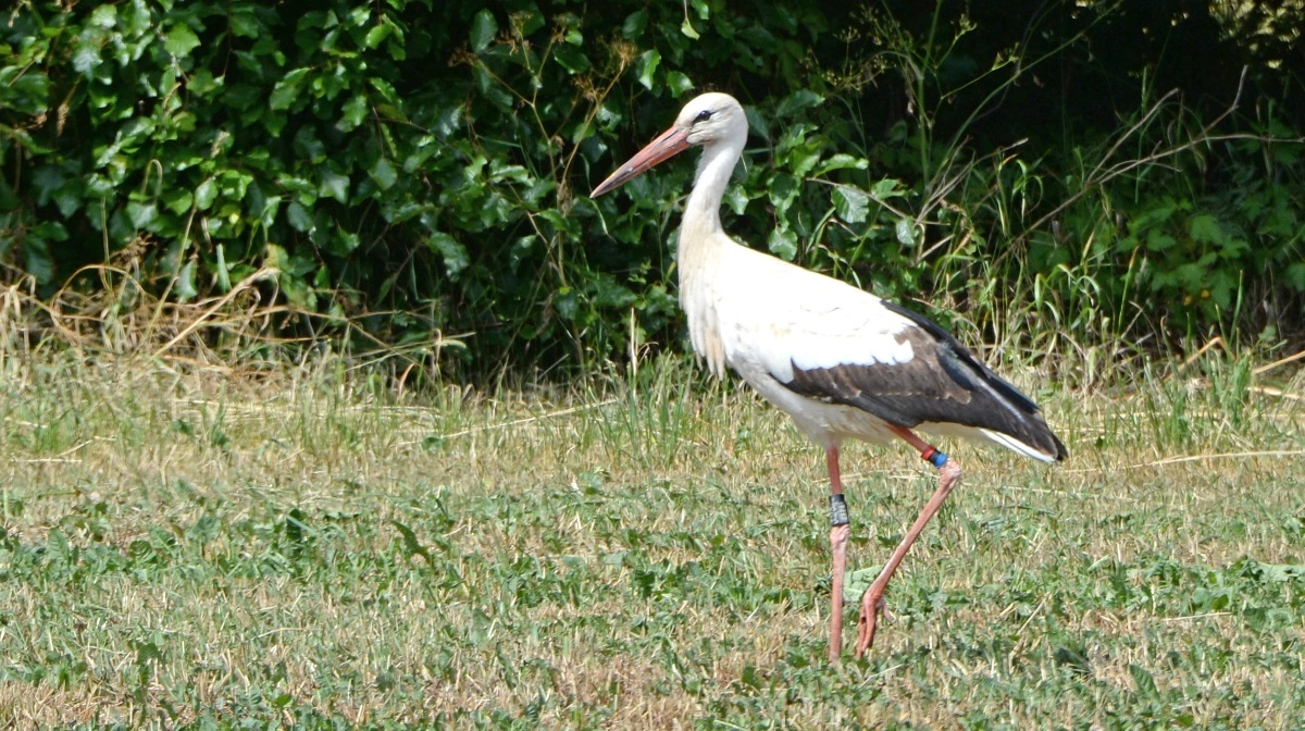 Der er tusindvis af hvide storke i Spanien, men for nyligt blev der fundet et stort antal af den prægtige fugl død af fugleinfluenza nær Spaniens hovedstad Madrid. Arkivfoto