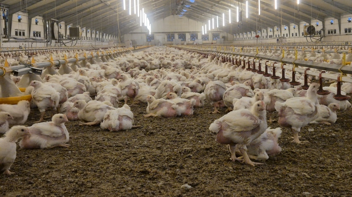 Fjerkræpriserne har været på en markant optur, set fra avlernes synsvinkel, i de senere år. Og der er ikke meget, som tyder på en nedgang lige foreløbig. Arkivfoto: Tenna Bang