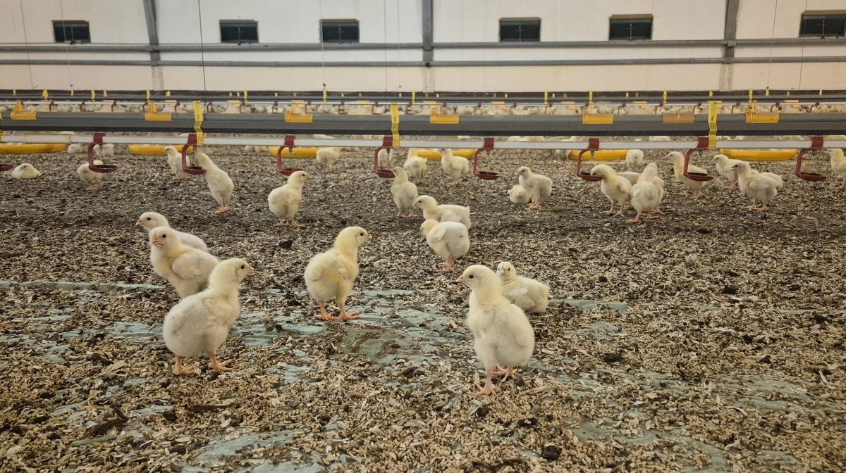 Arkivfoto: Tenna Bang