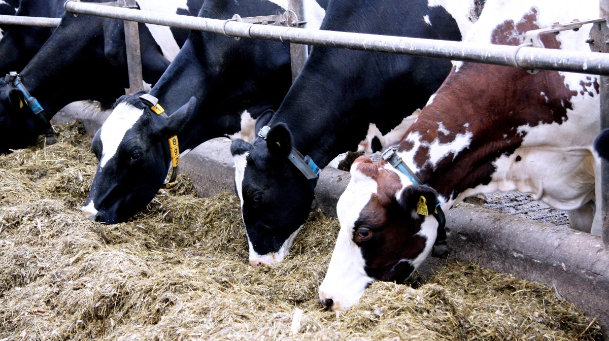 På torsdag er der webinar om Bovaer. Arkivfoto: Tenna Bang