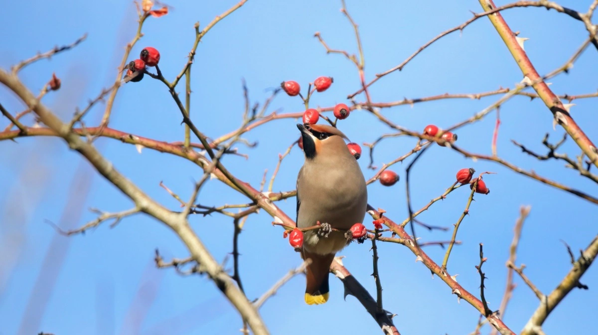 Silkehale midt i maden. Foto: Daniel Palm Eskildsen