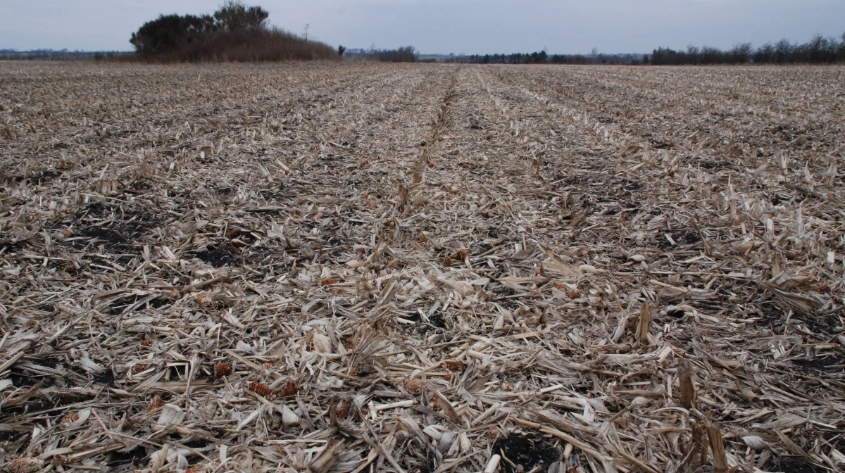 Udtagning af landbrugsjord skal ske frivilligt, men en ny undersøgelse viser, at næsten hver femte lodsejer siger nej uanset vilkår. Arkivfoto