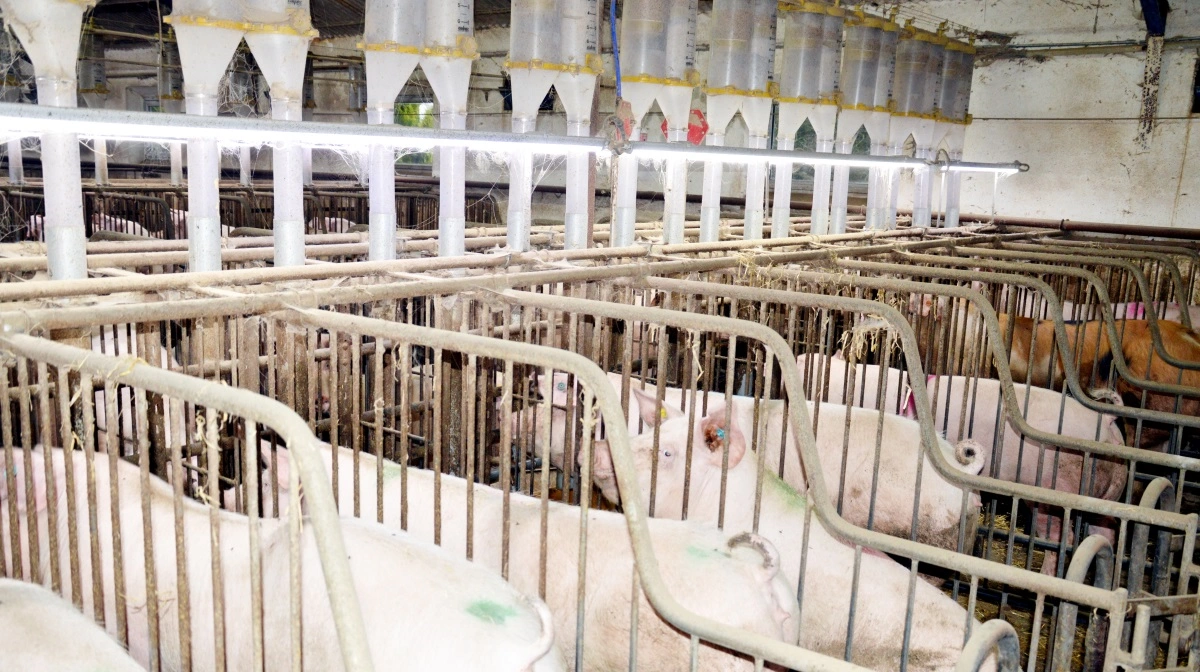 Brian Nygaard anbefaler minimum 300 lux eller mere ved soens hoved i løbeafdelingen i 16 timer i døgnet. Arkivfoto: Camilla Bønløkke