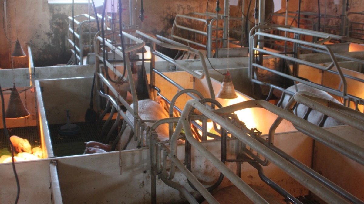 Der er ikke fundet tilfælde i grisebesætninger. Arkivfoto