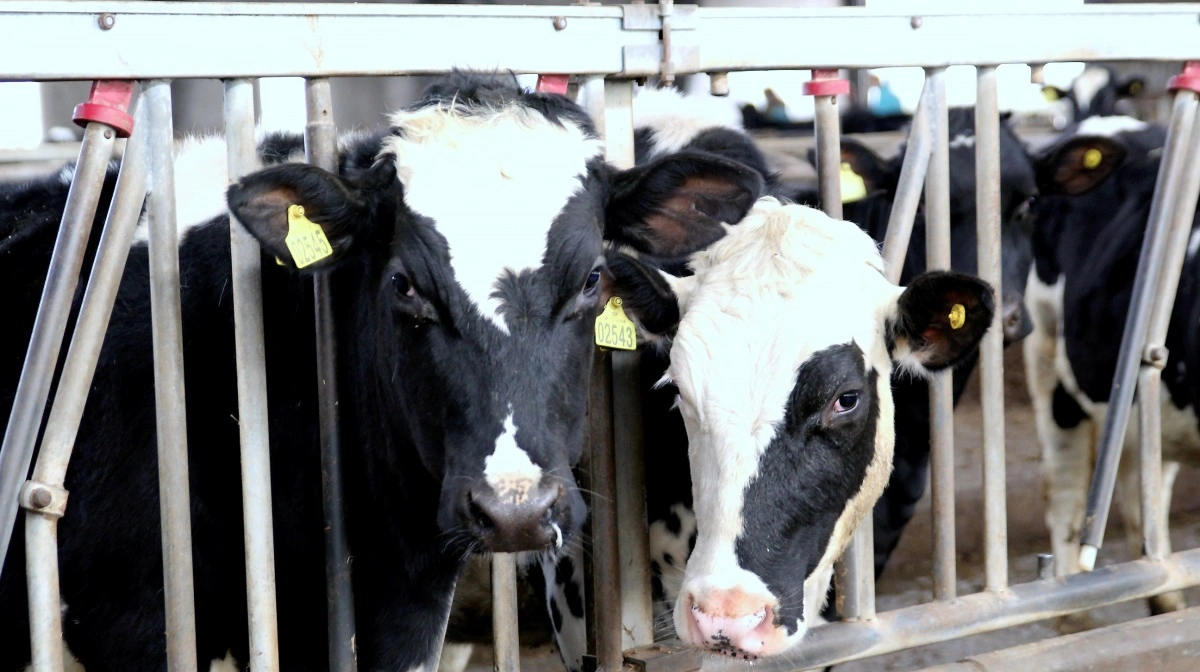 Fire sønner har købt sig ind i familiens store malkebedrift, hvor fællesskab, klare aftaler og generationsskifte er i fokus. Arkivfoto: Jesper Hallgren