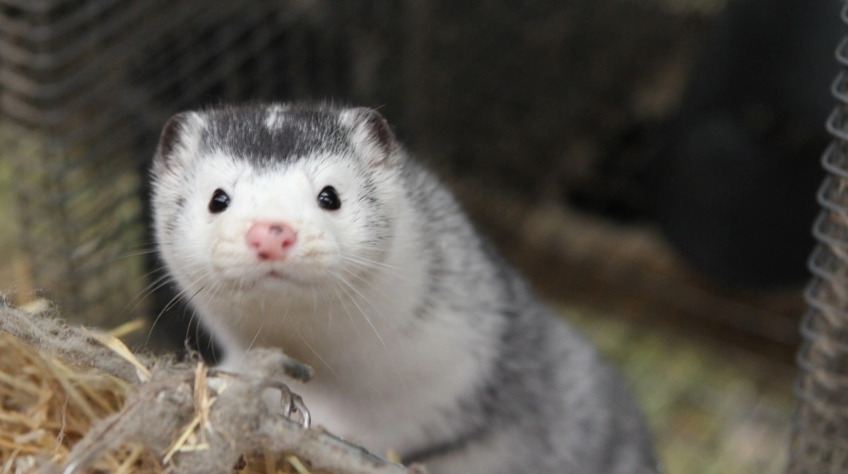 Nye oplysninger puster liv i spørgsmålet, om der kunne have været gjort mere for at genskabe slettede SMS'er forud for aflivningen af de danske mink i 2020. Arkivfoto: Anne Wolfenberg