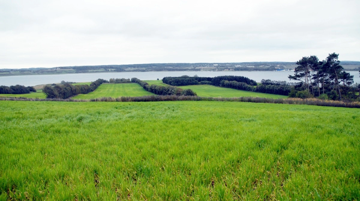 - Staten kan ikke troværdigt stå som suveræn største jordkøber og samtidig stramme reguleringen på en måde, der øger sandsynligheden for prisfald, uden at tilliden til ejendomsretten tager skade, skriver Jens Schjerning i debatindlægget. Arkivfoto