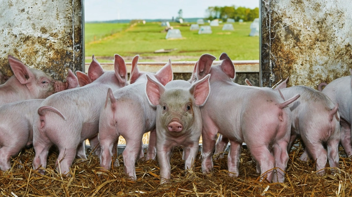 Friland styrker eksporten til USA, hvor økologisk gris vinder frem via stærke kunderelationer og samarbejdet med Danish Crown. Foto: Friland