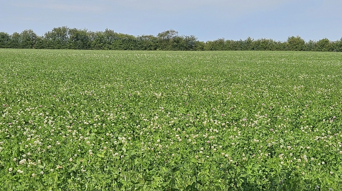 Ny model fra Aarhus Universitet stiller spørgsmål ved at se isoleret på et enkelt grønt klimamæssigt tiltag i landbruget, som for eksempel at udskifte en hvedemark med kløvergræs. Arkivfoto