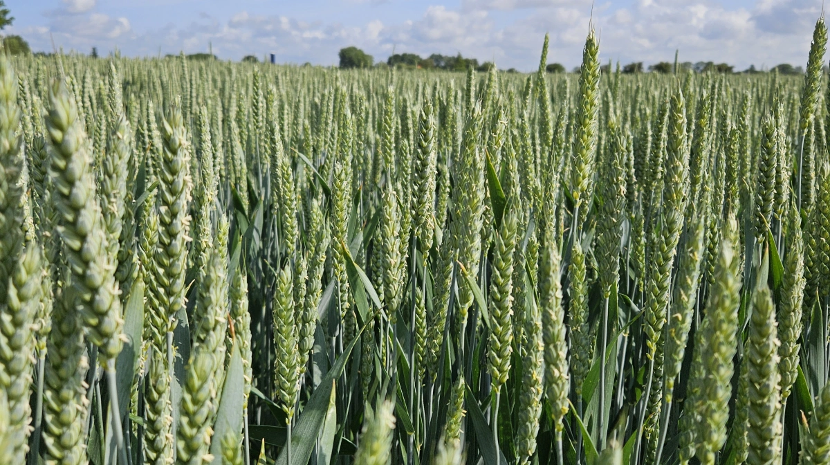 Er en hvedemark mindre "grøn" end end kløvergræsmark?