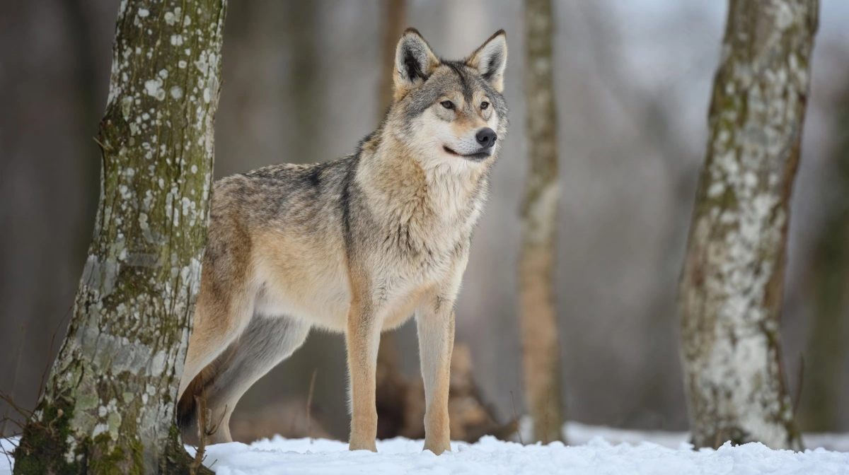 Domstol har underkendt den svenske regeringsbeslutning om at reducere den svenske bestand af ulve. Jagt op 48 ulve, der skulle bortskydes i januar-februar, er dermed annulleret. Foto: Colourbox