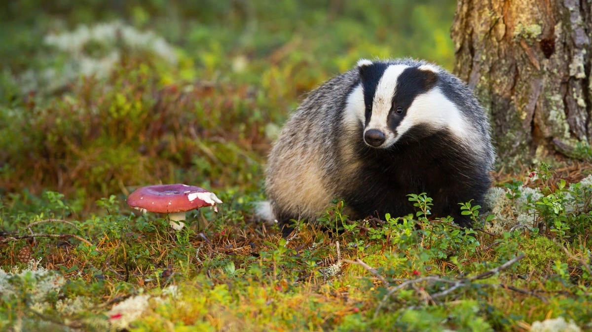 Måske gemmer der sig en lille smule DNA fra grævling i mosset i din juledekoration.