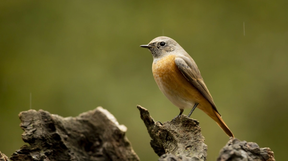 Mos kan også opsamle DNA fra dyr, der bevæger sig i luften over mosset. I Lille Vildmose er der blandt andet fundet DNA fra rødstjert.
