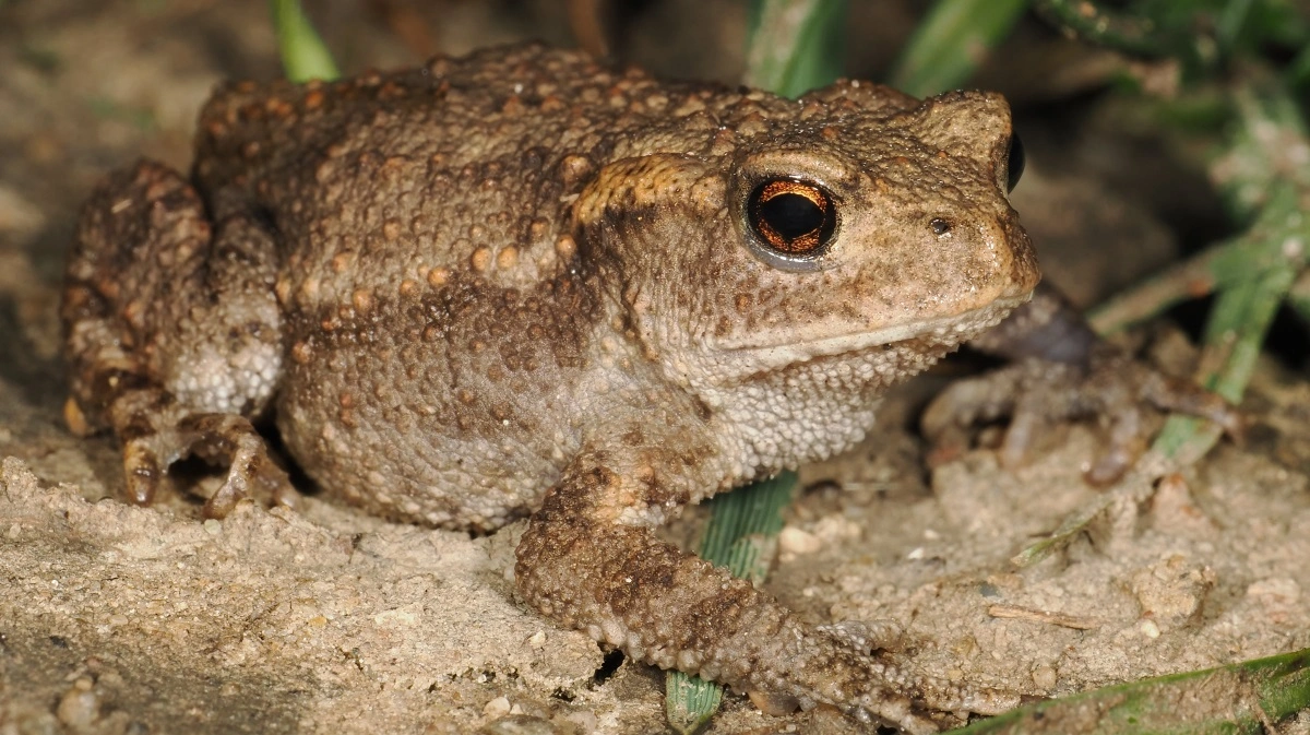 Tudse er en af de dyrearters DNA, der er fundet i mos.