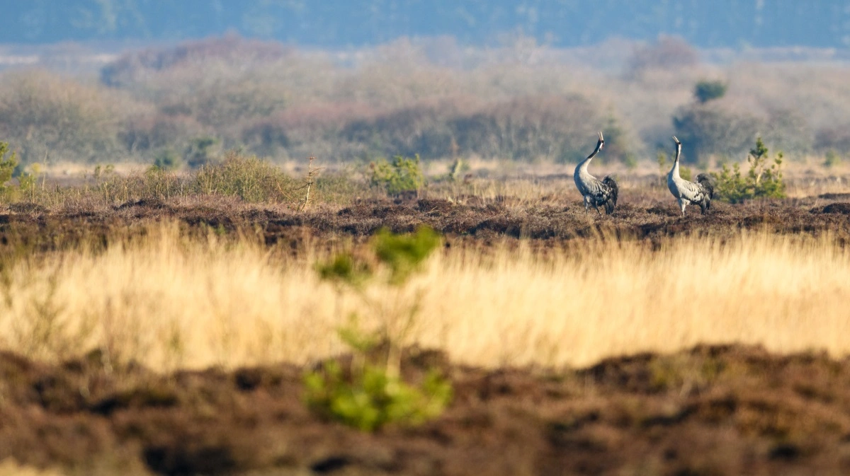 Mos fungerer som en slags fælde for DNA fra dyr, planter og mikroorganismer. I Lille Vildmose er der blandt andet fundet spor af grågæs.