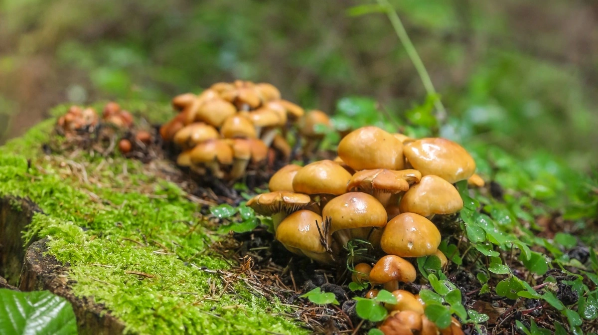 Mos suger nærmest DNA til sig som en slags svamp og bliver dermed en slags vidensbank for, hvilke andre dyr, planter og mikroorganismer, der er i området. 