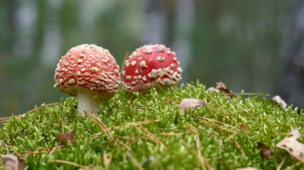 I Lille Vildmose har forskere fundet DNA-spor fra i hundredevis af af forskellige dyr, planter og mikroorganismer. Fotos: Colourbox