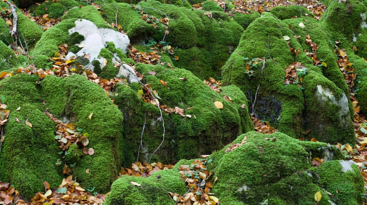 Måske har du samlet mos i skoven til din juledekoration. Men vidste du, at mosset samler på viden om dyre- og planteliv i området?