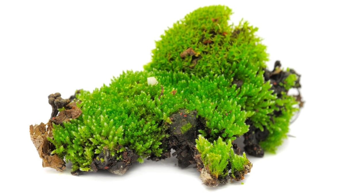 Mos kan pynte i juledekorationen, men det gemmer samtidig på viden om biodiversiteten i området, hvor det er indsamlet.