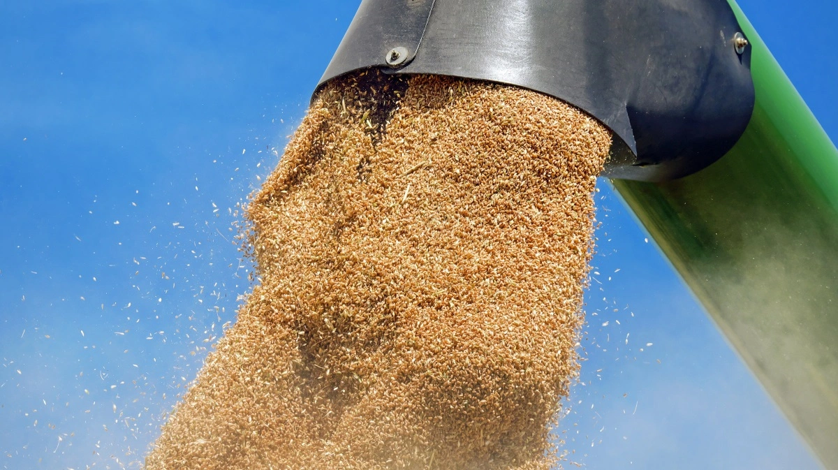 Der er masser af billig hvede på verdensmarkedet. Arkivfoto