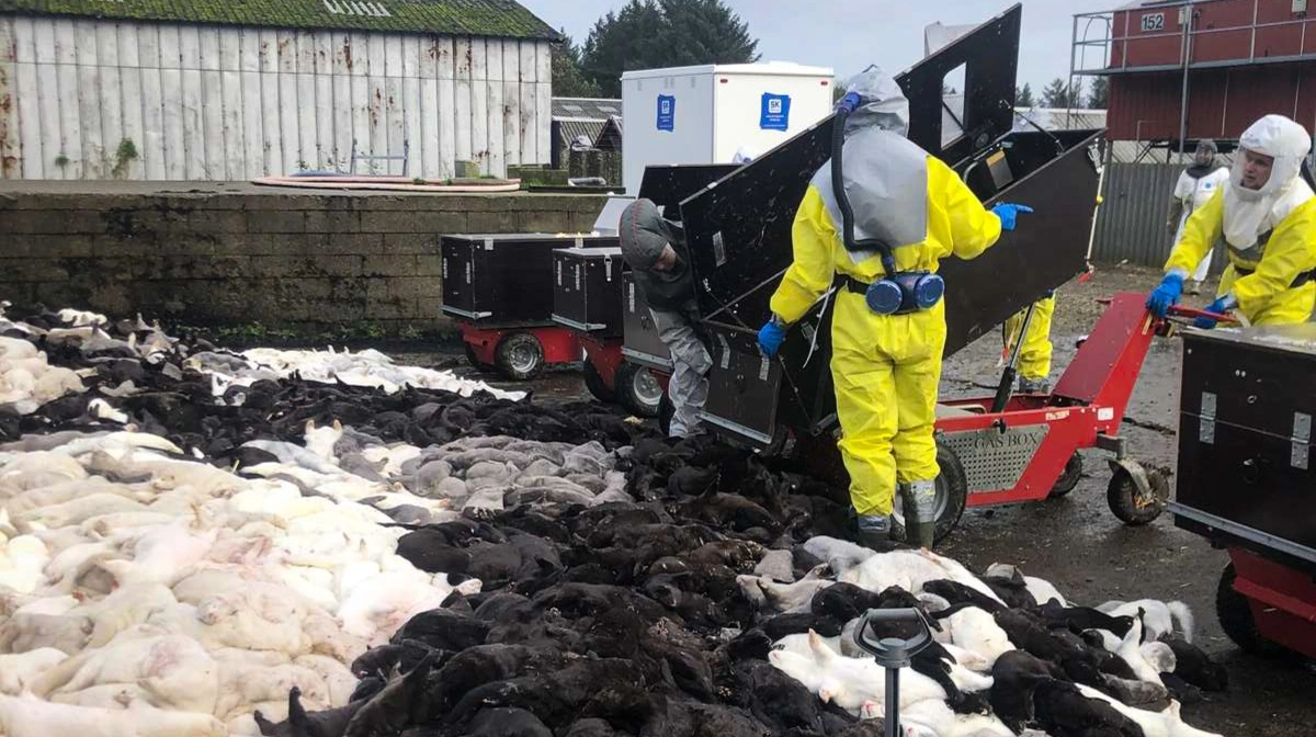 Retten begrundet frafaldet af anklagen mod Fødevarestyrelsen med, at minkavlerne begyndte aflivningen af deres mink efter regeringens pressemøde den 4. november 2020, som var før Fødevarestyrelsens påbud den 6. november 2020. Foto: Brian Langballe Kristiansen