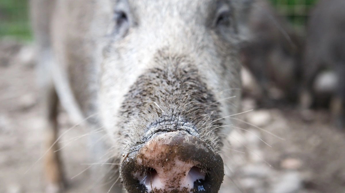 Stadig flere vildsvin nær Barcelona findes døde som følge af svinepest. Foto: Colourbox
