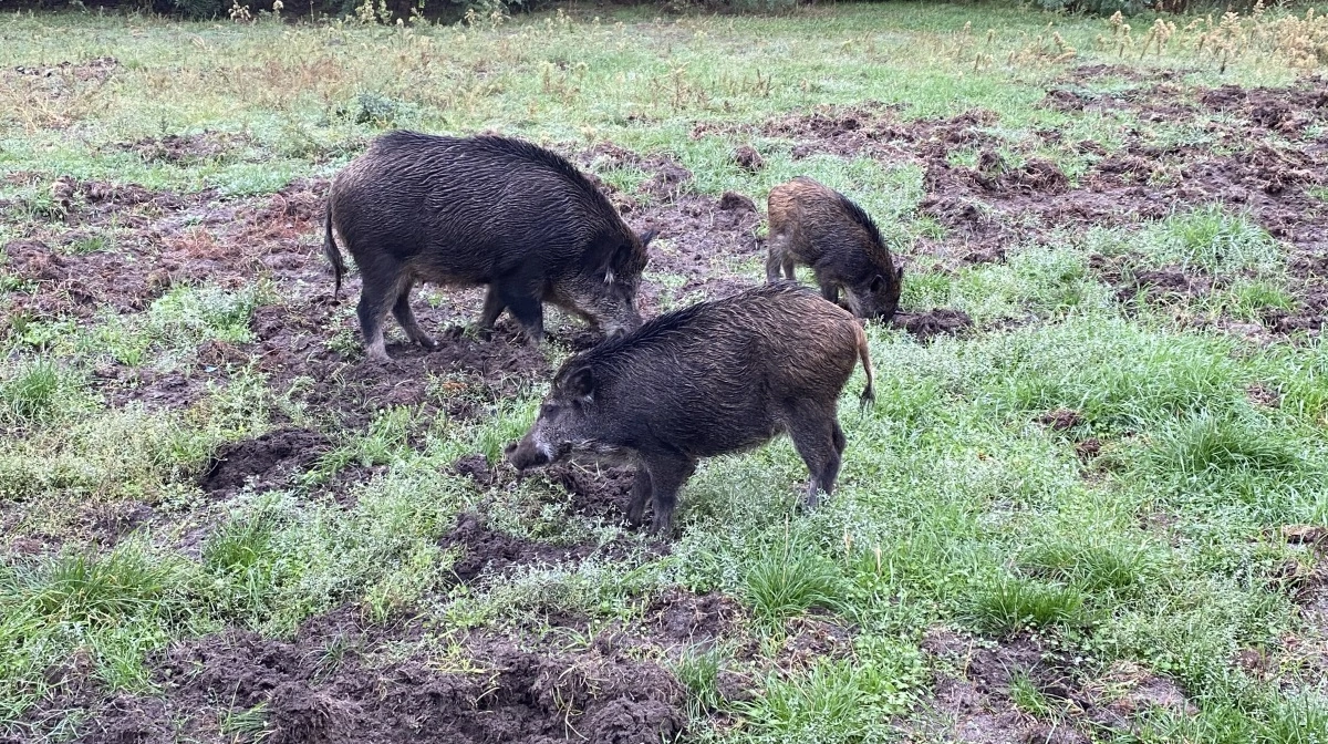 I slutningen af november blev de første udbrud af ASF konstateret blandt vildsvin i Spanien. Arkivfoto: Per Jørgensen 