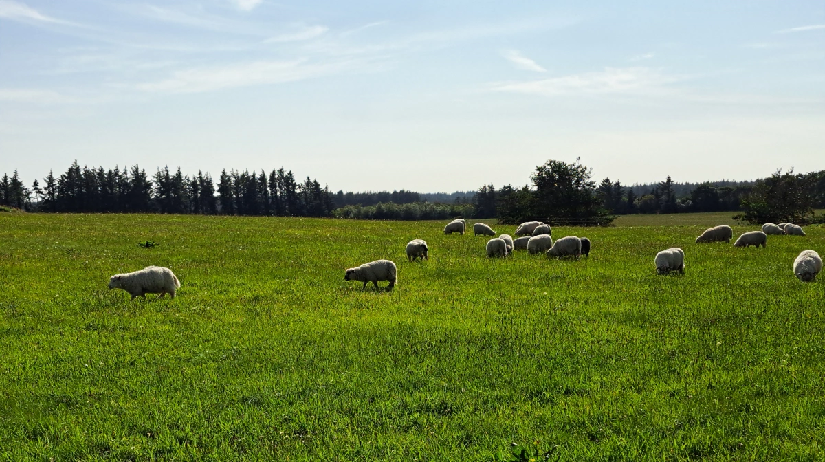 Pr. årsskiftet er flere tusinde hektar jord taget ud via ordningen om permanent ekstensivering. Arkivfoto