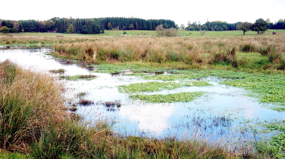 Der er udsigt til, at der kommer flere minivådområder i løbet af 2026. Hvor mange vil stå klart, når ansøgningsfristen for støtte til det, der er kendt som landbrugets renseanlæg, falder i april måned. Arkivfoto