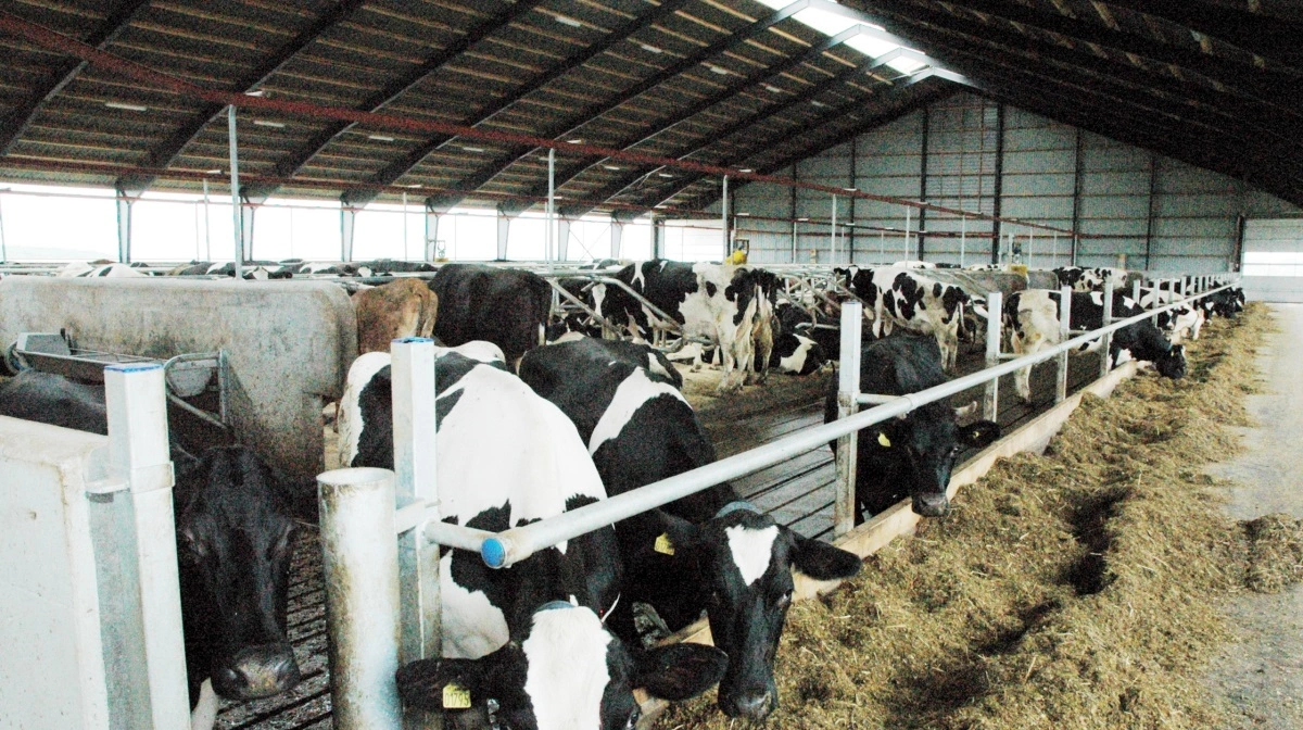 Trods den megen debat om Bovaer kommer der en ny støtteordning i 2026. Arkivfoto