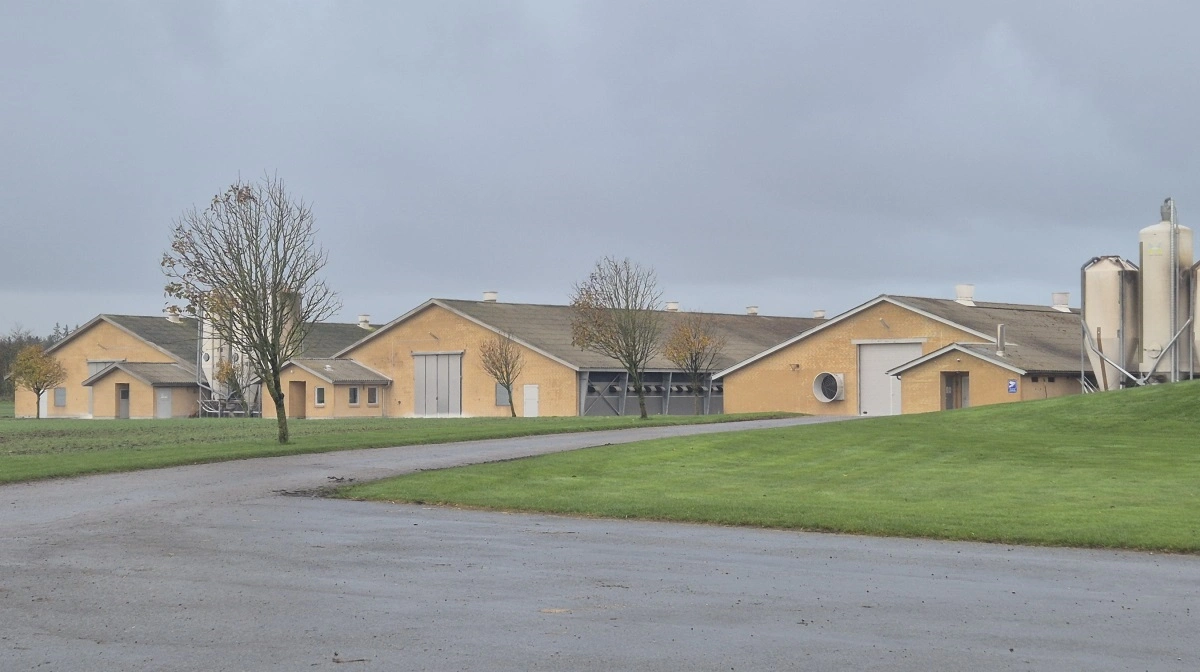 Jens Hovalt Bertelsen producerer årligt 2 millioner kyllinger. 