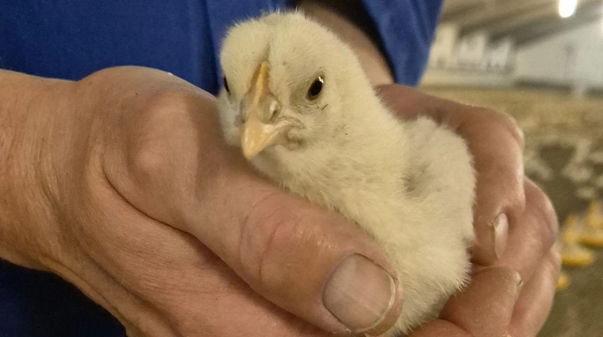 Det sidste år har Jens Hovalt Bertelsen slagtet ni hold kyllinger fra december 2024 til november 2025, og opnået de bedste resultater nogensinde. Arkivfoto