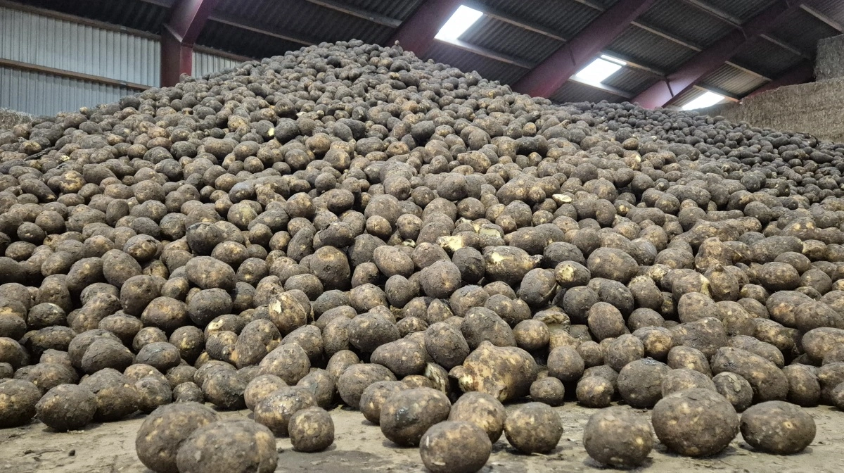 Trods et forbud mod PFAS-midler i kartoffelproduktionen, mener Jens Hovalt Bertelsen stadig, at det er her guldet ligger. Arkivfoto: Tenna Bang 