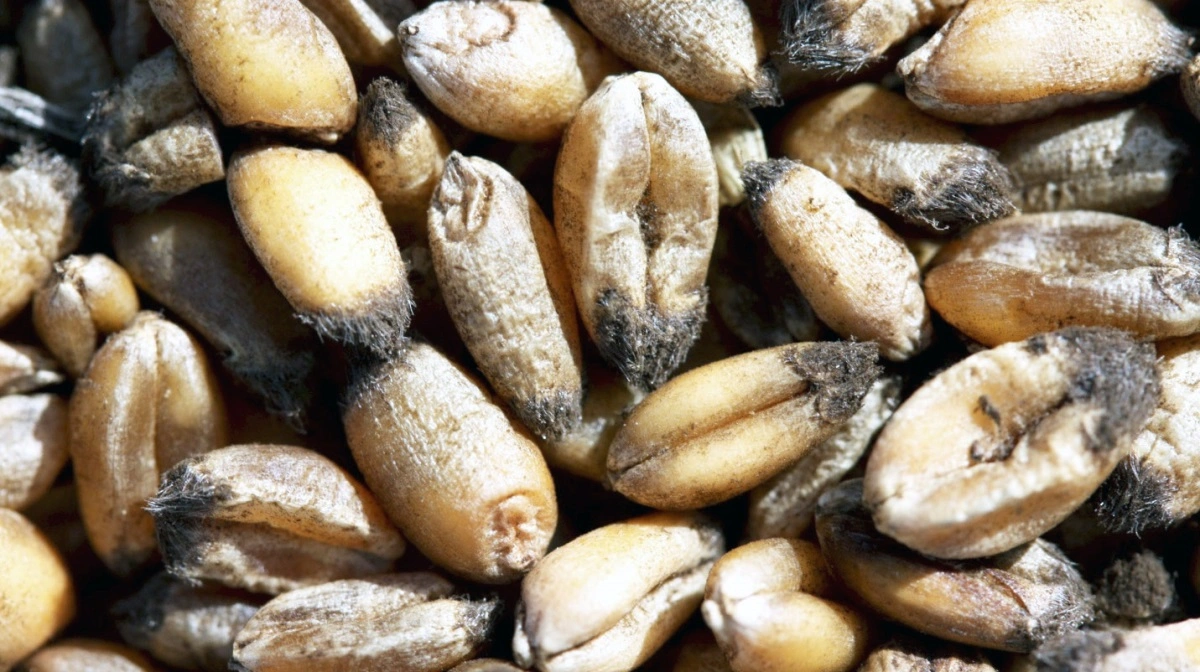 På hvedstinkbrand har varme- og dampbehandlingen sin højeste effekt på 4. Arkivfoto: Seges Innovation 