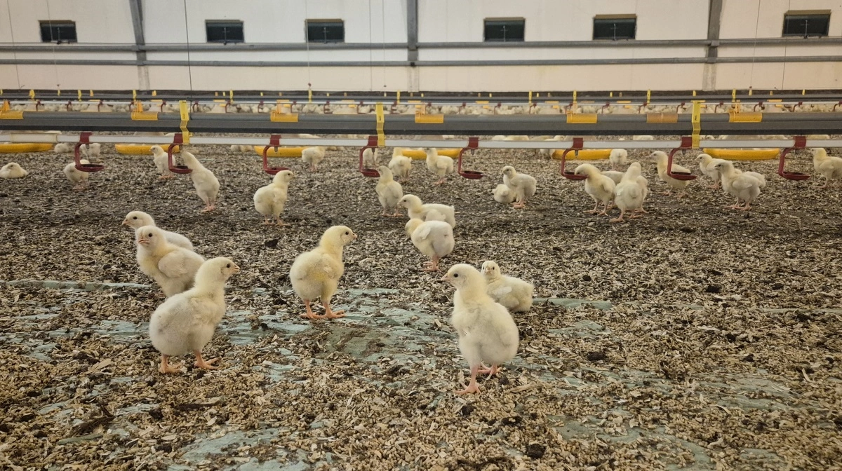 Jens Hovalt Bertelsen skal holde et indlæg på Fjerkrækongressen i næste måned. Arkivfoto: Tenna Bang