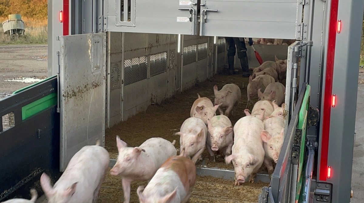 Økonomisk er den samlede fødevareeksport steget i 2025. Der er dog et fald i eksporten af både grise og svinekød. Arkivfoto: Anne Wolfenberg