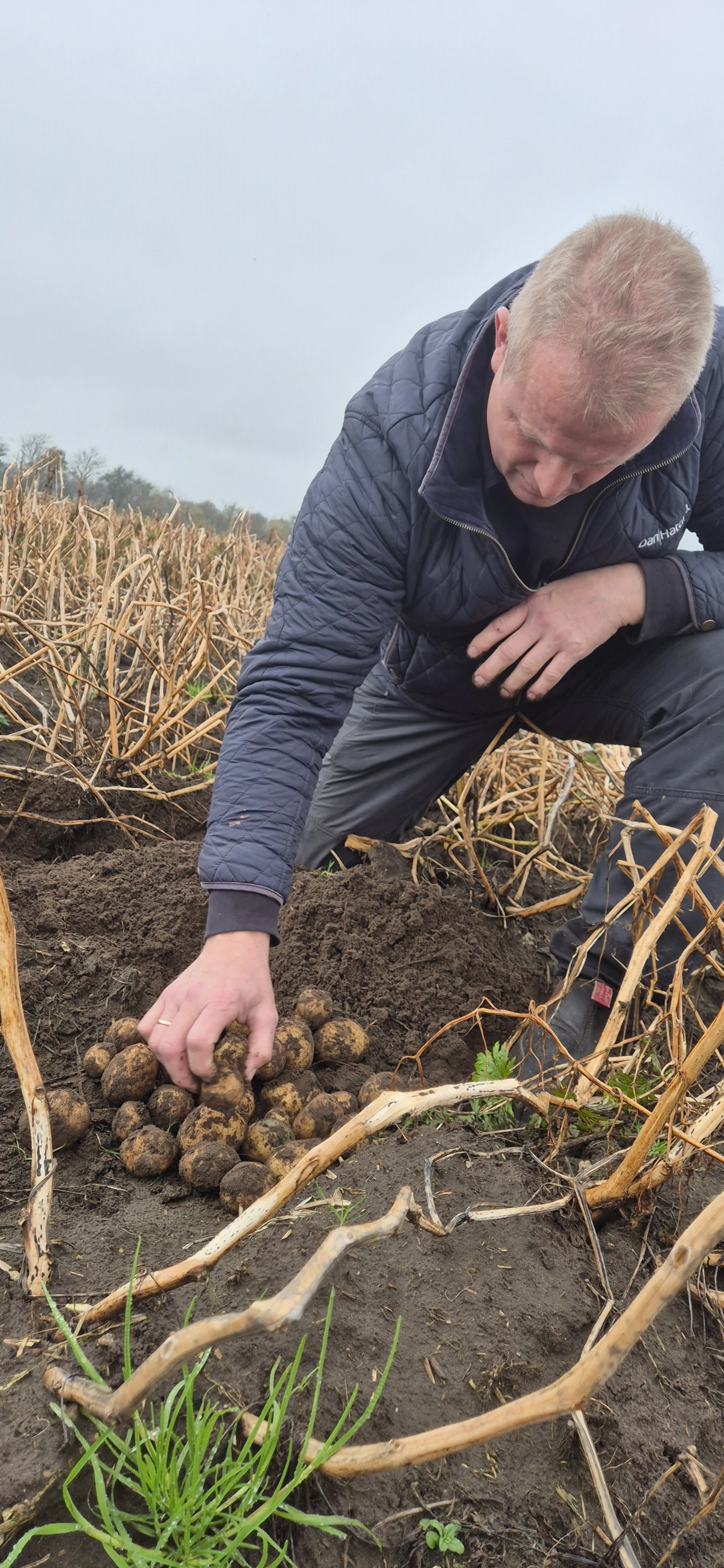 Den nye kvælstofregulering får ingen betydning for Jens Hovalt Bertelsen, men alligevel giver det ingen ro, for hvad bliver det næste? I år er kartoflerne godt i hus, endda med de højeste udbytter nogensinde. Arkivfoto: Tenna Bang