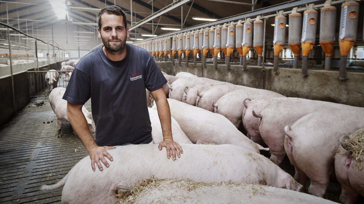 Ifølge DanBred har avl for robusthed stor betydning i den globale svineproduktion. PR-foto