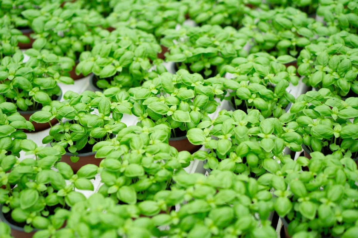 Rosborg Foods har over det seneste årti investeret mere end 200 millioner kroner og er gået fra at være en blomstervirksomhed til en fødevarevirksomhed med salg af krydderurter.