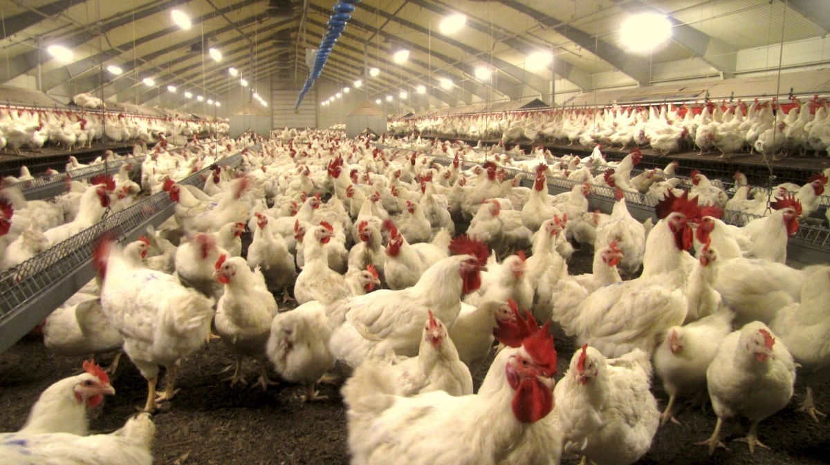 Danhatch er gået sammen med nordjyske mælkeproducent om at etablere nyt opdrætsanlæg til kyllinger. Arkivfoto: Anne-Marie Glistrup