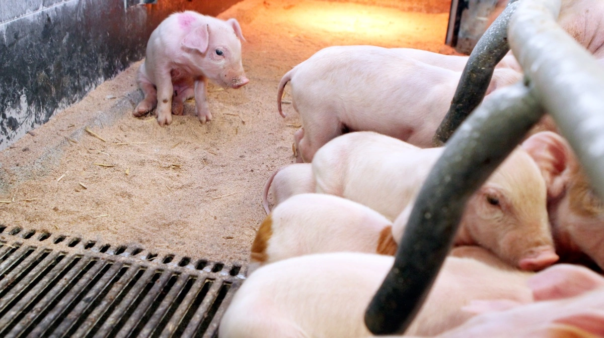 Arkivfoto: Anne Wolfenberg