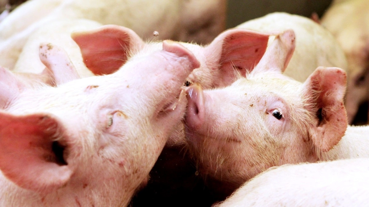 Arkivfoto: Anne Wolfenberg