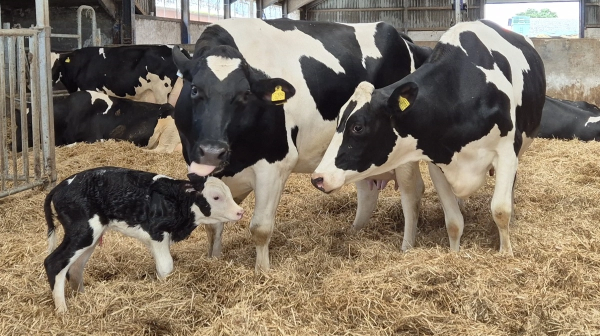 Udover kirtelprøver ved goldning er Kvægdyrlægerne Kronborg fortaler for, at tage blodprøver af goldkøer op til 10 dage inden kælvning. Prøverne viser blandt andet frie fedtsyrer (Nefa’s) samt niveauet af calcium, magnesium og fosfor og giver et tidligt billede af, om foderstrategien i besætningen fungerer. Arkivfoto: Tenna Bang