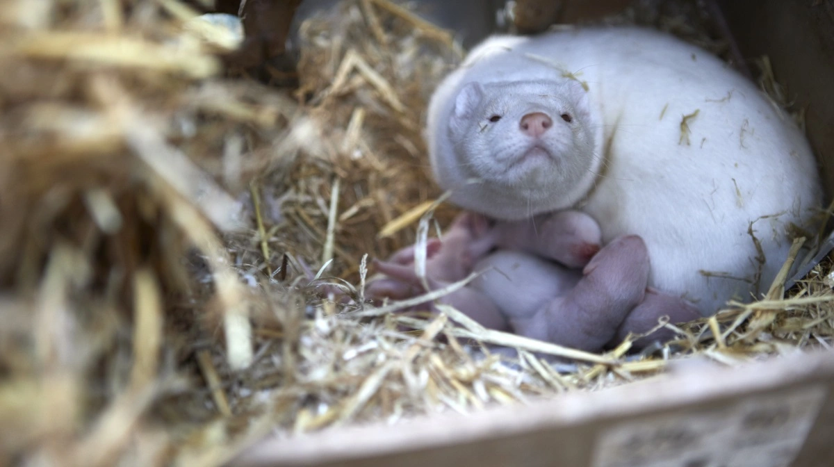 De slettede beskeder stammer fra november 2020, hvor regeringen besluttede at aflive alle mink. Arkivfoto