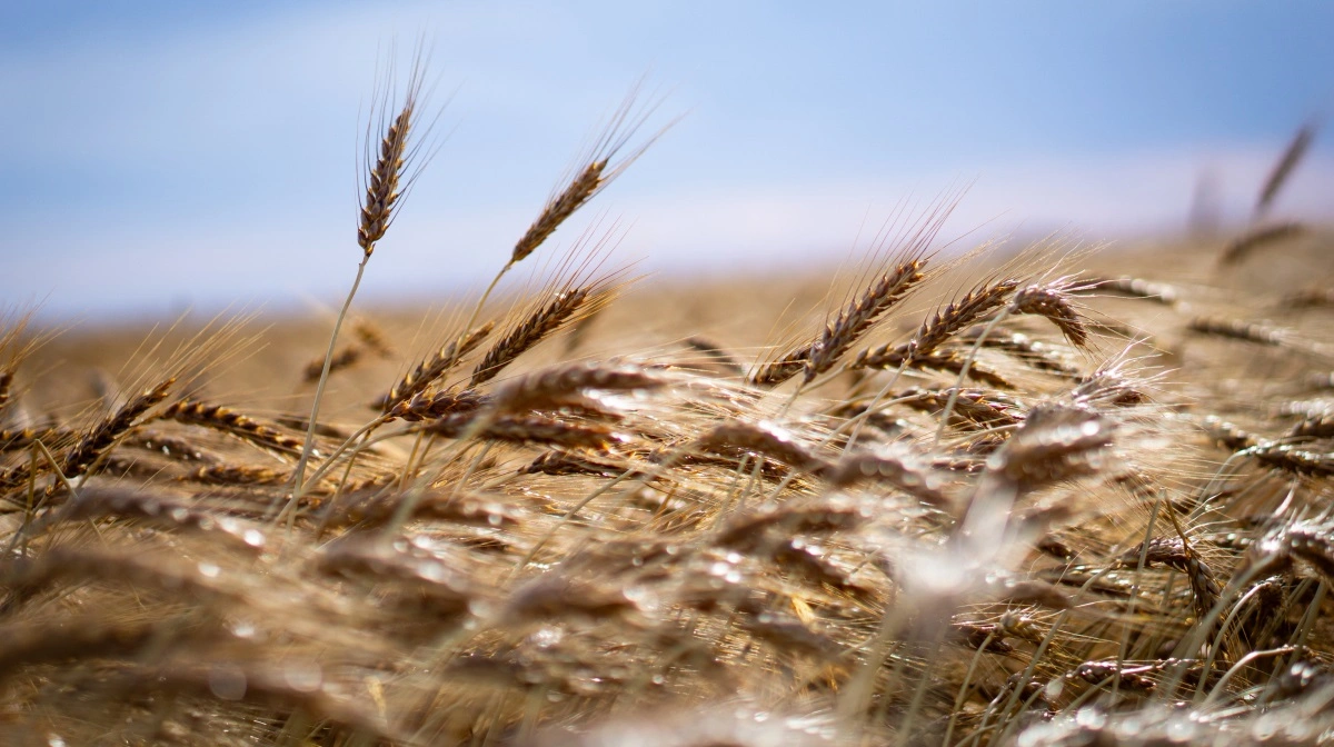 Arkivfoto: Daniel Barber