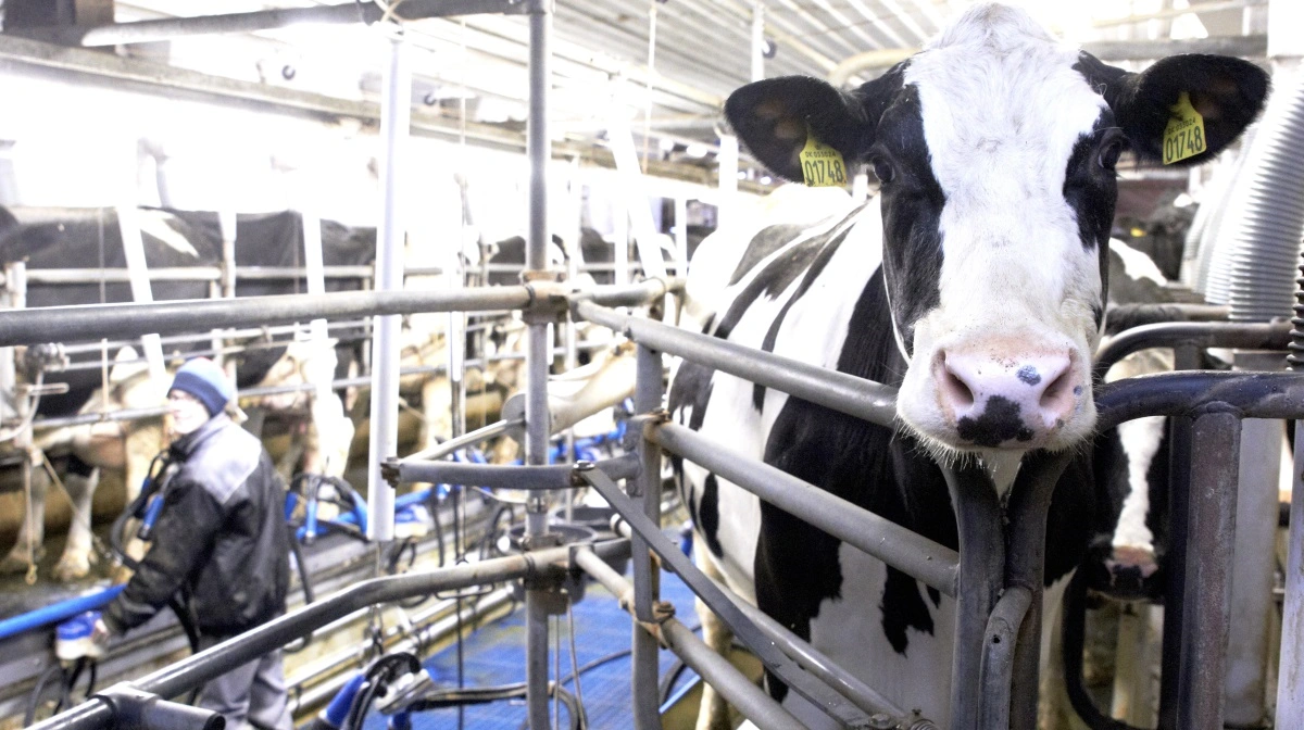 De danske malkekøer har leveret en fremgang på 30 kg værdistof i malkestaldene. Det viser ydelseskontrollen 2024/2025. Arkivfoto: Tenna Bang